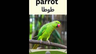 crow|sparrow| pigeon| parrot| eagle|birds names English and urdu