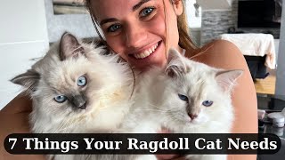 7 Things You Need For Your Ragdoll Cat | MUST HAVE