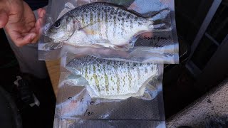 SURFPERCH Catch, Clean, and Pack: How to Process Fish Like a Pro