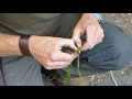 How to Prepare Stinging Nettles for Cordage #cordage #bushcraft #stingingnettles