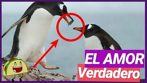 ¿Qué significa beso de pingüino?