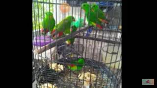 Download Lagu Serindit kuning MP3