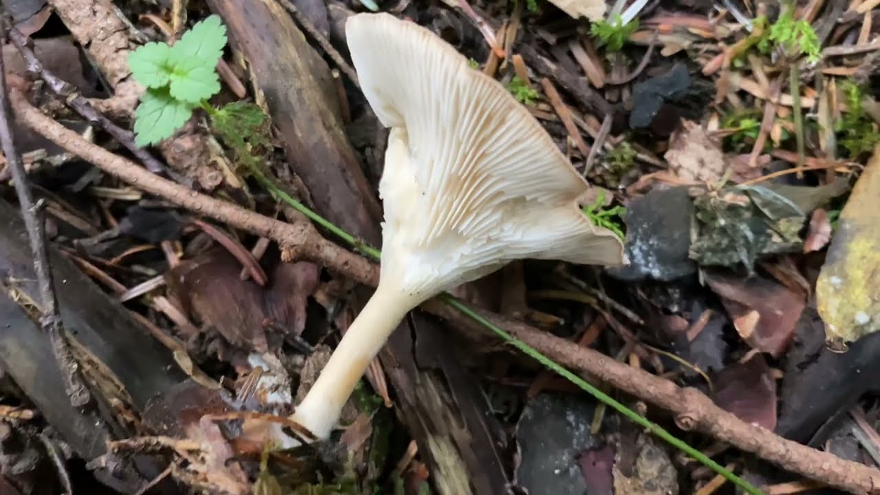 Infundibulicybe gibba, September 17, 2023