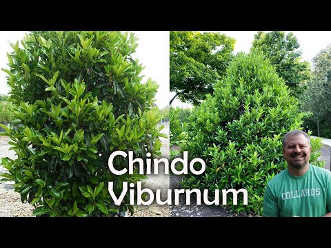 Viburnum awabuki 'Chindo'  - Chindo viburnum