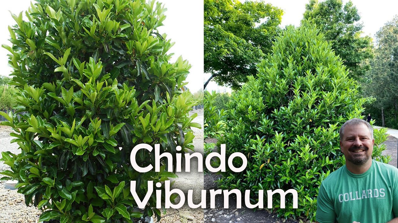 Viburnum awabuki 'Chindo' Chindo viburnum YouTube