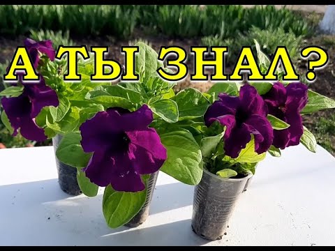 ПЕТУНИЯ: ОТ посева ДО цветения за 6 минут🌻🌻🌻