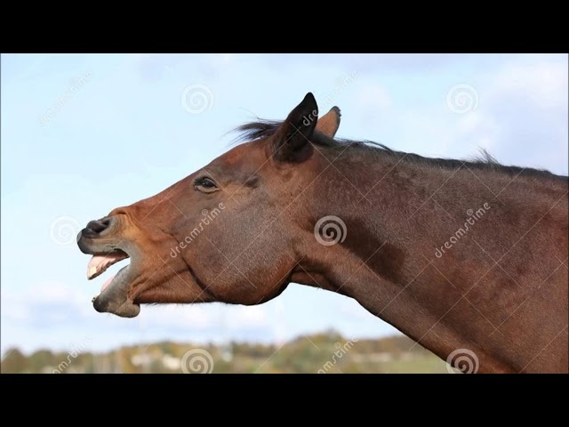 Horse Neighing - sound effect (2017) class=