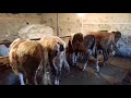 Откорм бычков и стойло