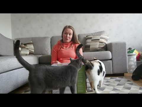 Video: Rifampin - Lemmikkieläinten, Koirien Ja Kissojen Lääkitys Ja Reseptilista
