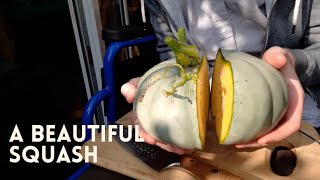 Crown Prince Squash Harvest and Taste | Grow Your Own UK