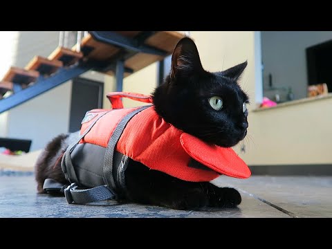 kitten's-first-time-on-a-boat