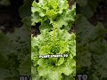 Perfect Lettuce Harvest: Timing &amp; Picking Tips