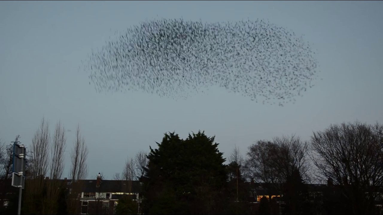 Swarm intelligence - YouTube