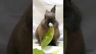 Rabbit Eat Lettuce - Rabbit Eating ASMR