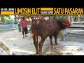 Gak ada lawan  sapi bakalan limosin elit satu satunya paling super satu pasaran 