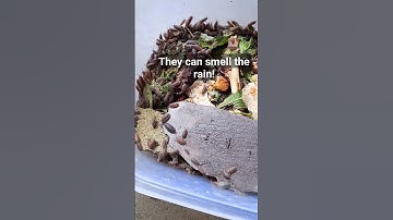 Woodlice Going Crazy... #bugs #woodlouse #woodlice #nature #fascinatingcreatures