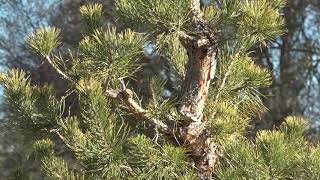 Scotch Pine Niwaki Fall 2020