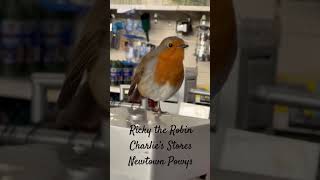 Meet Ricky The Talented Robin Singing At Charlie&#39;s Stores In Newtown Powys!