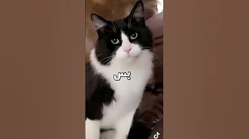 فيديو قطط عشوائى 