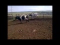 www KamAgro com продажа скота на постоянной основе. +7 965 617 60 05 Звоните!