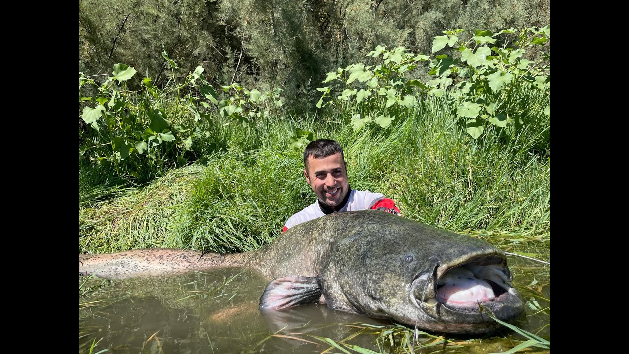 Pesca de siluros desde pato! Pesca de siluros a lance con vinilos y rapalas en el rio Ebro! Catfish
