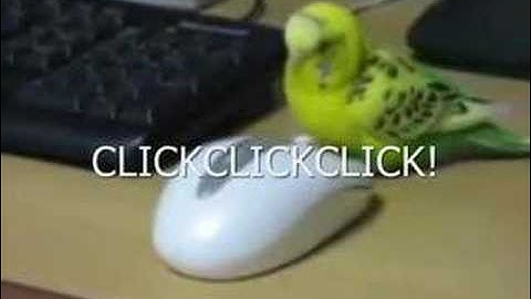 clickclickclick - history