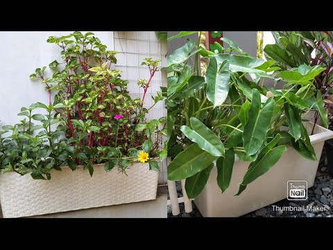 Video: Pot Bunga (66 Foto): Pot Bunga Persegi Panjang Dan Persegi Tinggi, Pot Kaca Datar Putih Dan Panjang Untuk Tanaman Indoor