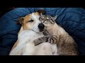 Cats who surprisingly cannot deny their love for dogs