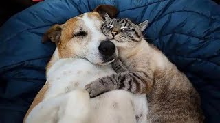 Cats Who Surprisingly Cannot Deny Their Love For Dogs