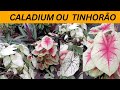 PLANTA Caladium / TINHORÃO LINDOS 🌺😍