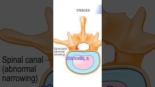 Spine Ligaments Anatomy