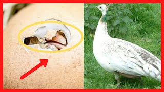 Peahen Peafowl Black Shoulder Is Laying Eggs - Incubating Peahen Eggs