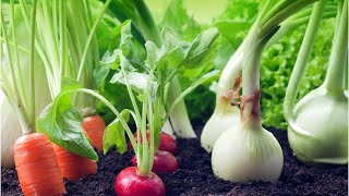 How to Have a Long Producing Vegetable Garden