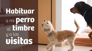 Habituar a mi perro a timbres y visitas