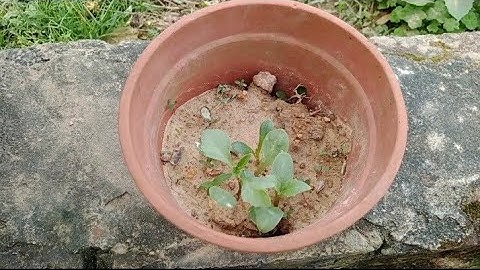 Những Cây Hoa Thược Dược Gieo Hạt Lấy Từ Vườn [ Dahlias ]