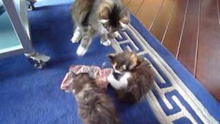 I HAVE to feed my kittens by Amatameno 214 views 13 years ago 57 seconds