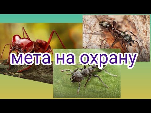 Видео: the ants underground kingdom мета на охрану , топ отряд на охрану , лучшие спец муравьи на охрану.