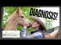 We Have A Diagnosis! // Versatile Horsemanship