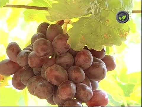 वीडियो: क्या अंगूर के बीज में बीज होते हैं?
