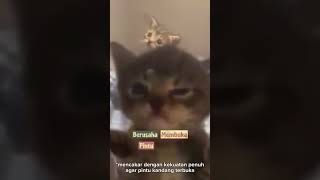 2 saudara dengan kepribadian perbeda #cat #kucing #shorts