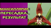 Орхидеи,узамба́рские фиалки,Самара🌺