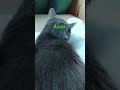 #asmrsounds #beruhigendemusik #rain #katzenvideos