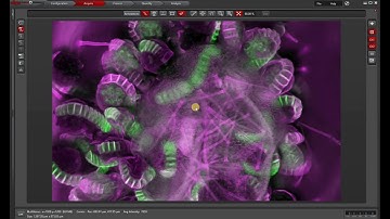 Leica LAS X Z-stack Projections
