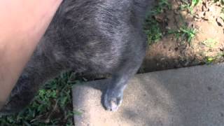 My cat @16yearoldwhiteboy