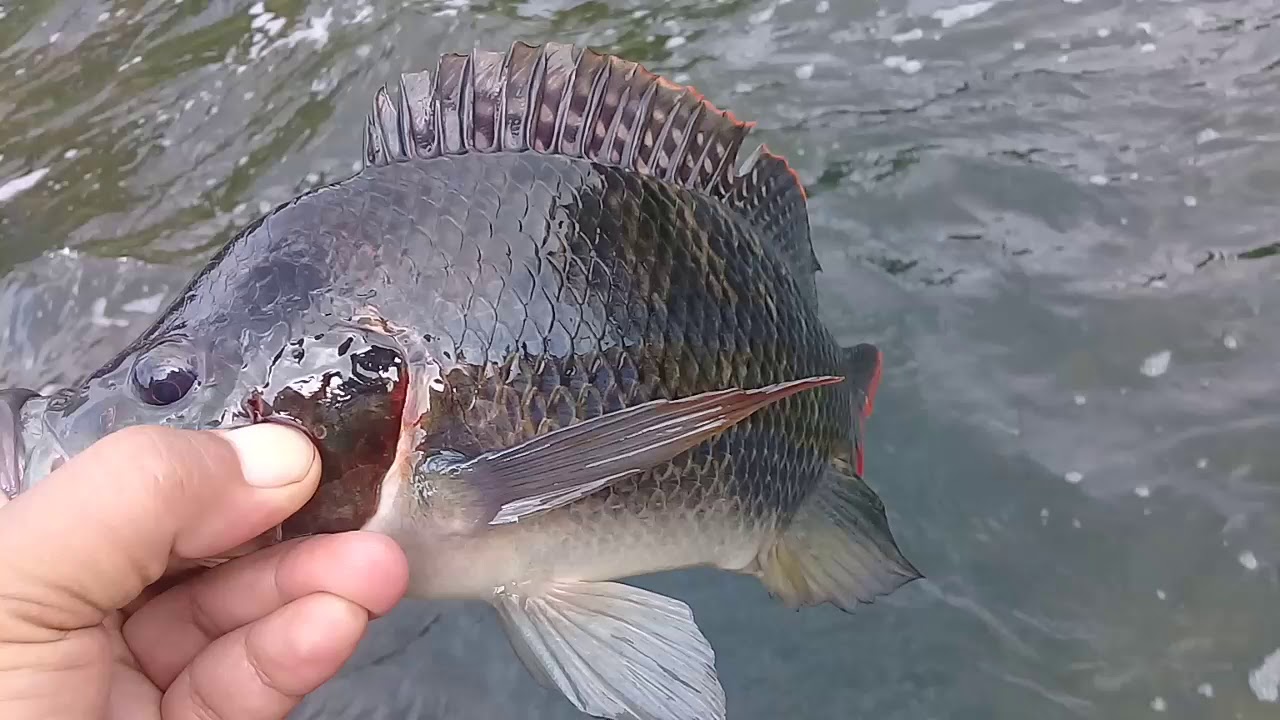  Mancing ikan nila  dan lele mancing  part 1 YouTube