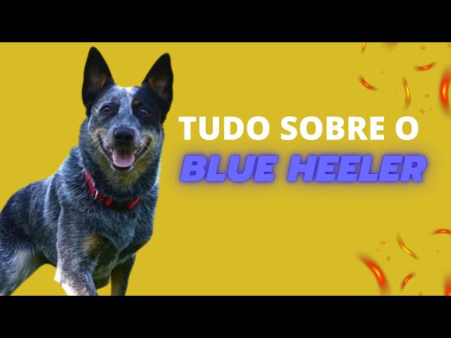 Blue Heeler: saiba tudo sobre essa raça aqui