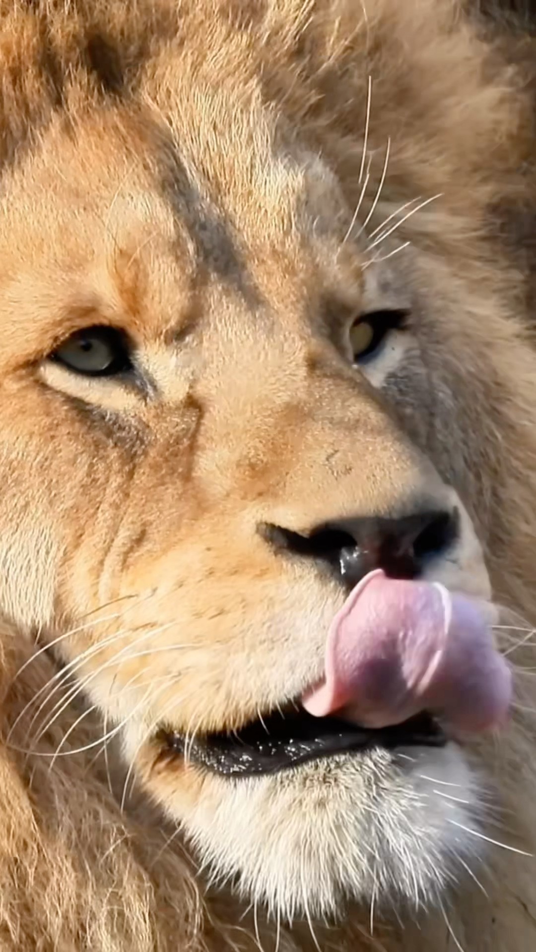 The Real King Of The Jungle