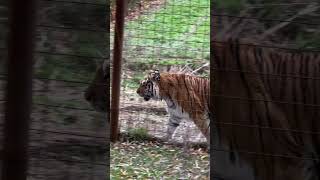 Visited Brantford Twin Valley Zoo for the Wolves and Tigers
