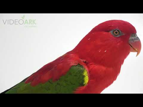 A chattering lory (Lorius garrulus morotaianus) at Loro Parque Fundacion.