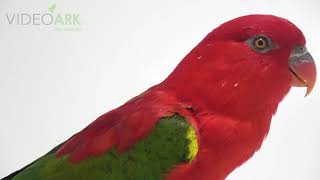A Chattering Lory Lorius Garrulus Morotai At Loro Parque Fundacion.